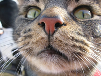 Neko