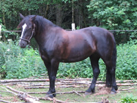 Saffran
